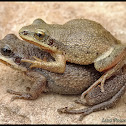 Southeastern Chorus Frogs