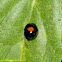 Ladybird Beetle