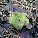 Sundew