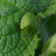 Green tortoise beetle