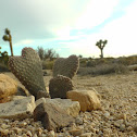 Pear Cactus
