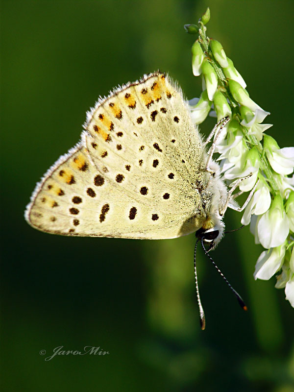 Sooty Copper, Czerwończyk uroczek
