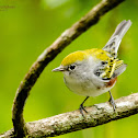 Chesnut-sided Warbler
