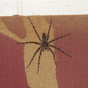 Dark Fishing Spider