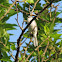 Blue-Gray Gnatcatcher