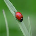 Coccinella septempunctata / Hétpettyes katicabogár