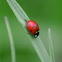 Coccinella septempunctata / Hétpettyes katicabogár