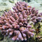Finger Coral