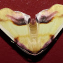 Lemon Plagodis Moth