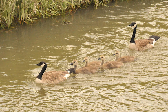 Spotting Image 1
