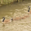Canada goose