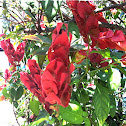 Shrimp plant