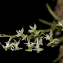 micro orchid
