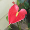 Anthurium