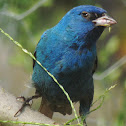 Indigo Bunting (Male )