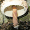 Shaggy Parasol