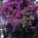 bungambilia