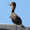 Double-crested Cormorant