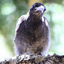 Juvenile Australian Magpie