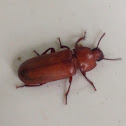Darkling Beetle