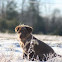 Brixy- chocolate lab