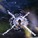 Silver Argiope
