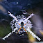 Silver Argiope