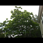Northern catalpa