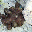 Club finger coral