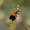 Black and Yellow Lichen Moth