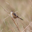 Golden-headed Cisticola