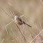 Golden-headed Cisticola