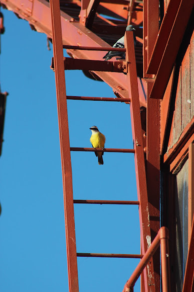Spotting Image 1