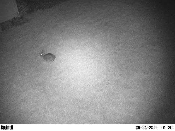 Spotting Image 1