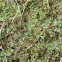 Liverwort plant