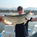 Tigerfish