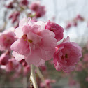 Weeping Cherry Tree
