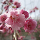 Weeping Cherry Tree