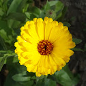 Calendula