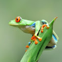Red-eyed tree frog