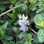 California lilac