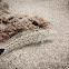 Speckled Sandperch