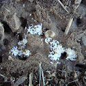 Fire Ant Larvae
