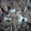 Fire Ant Larvae