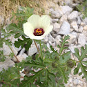 Flower of an hour