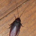 Cockroach