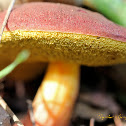 Oak-loving Bolete
