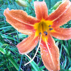 Day Lily
