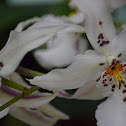 Orquídea