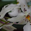Orquídea